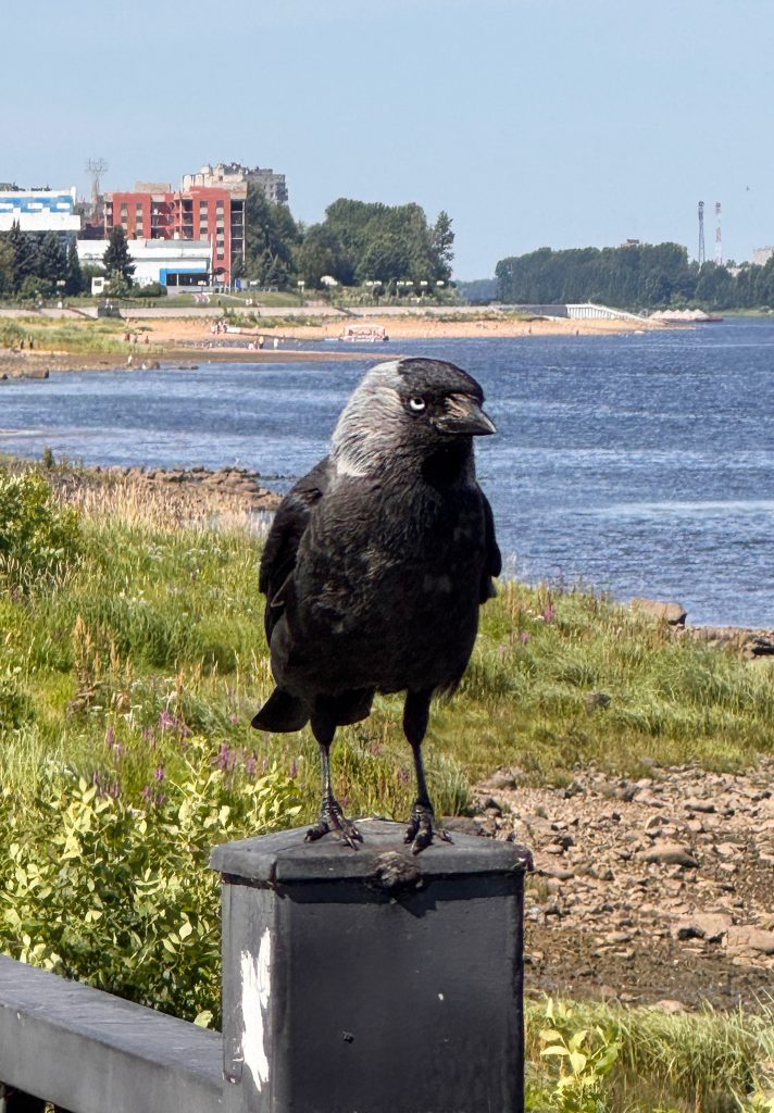 Суровая рыбинская ворона