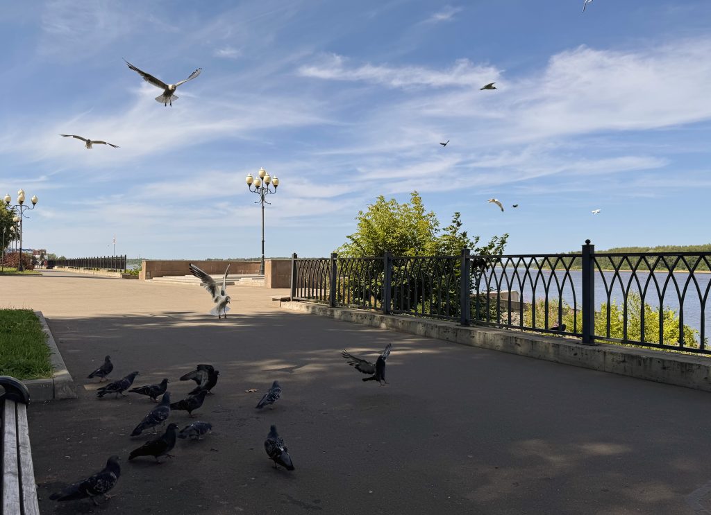 Птицы на набережной Волги в Рыбинске. Попрошайки!