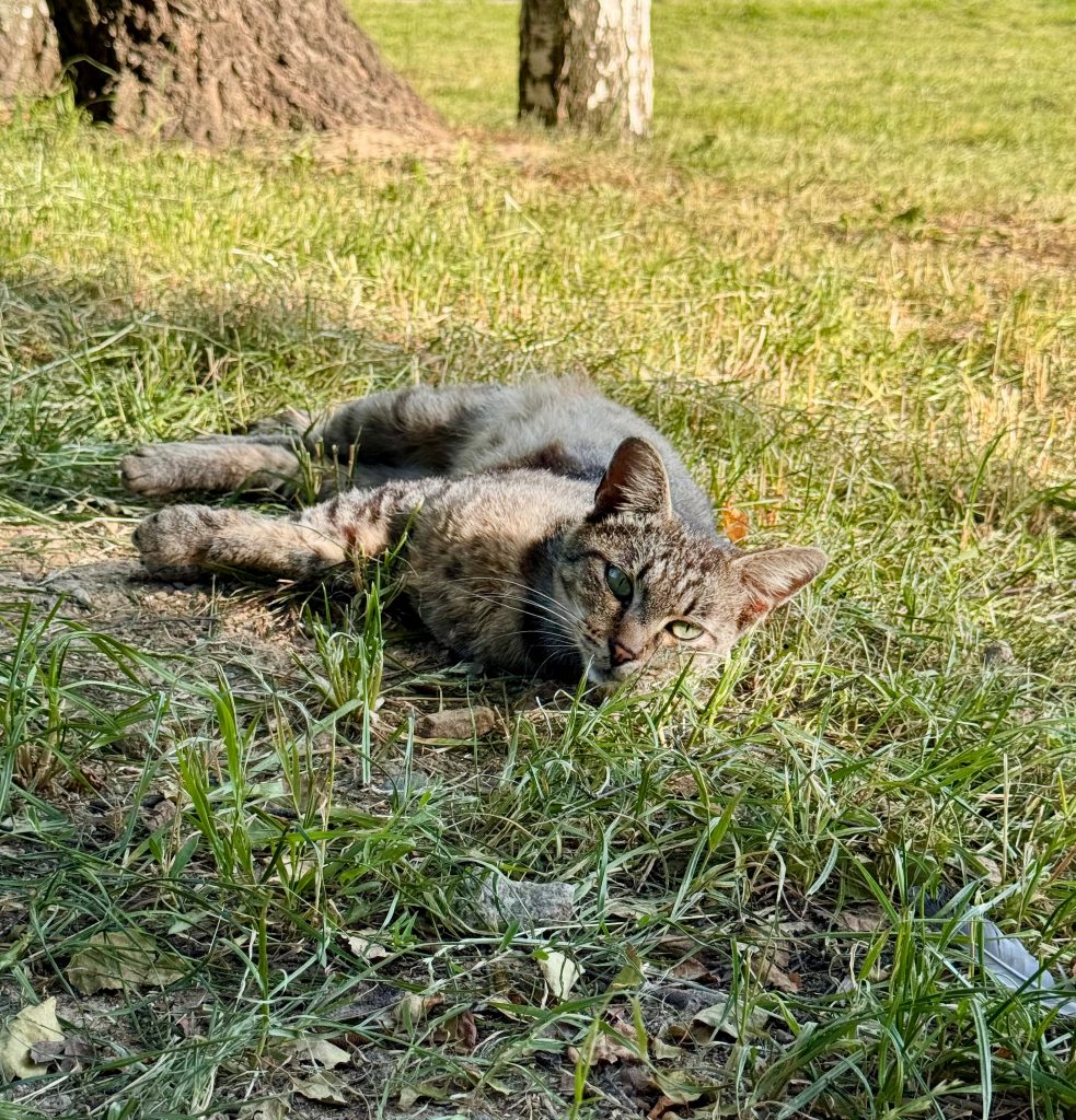 Встретили рыбинскую кису, которая посмотрела на нас вопрошающе - ну что, и у вас рыбов нет? 