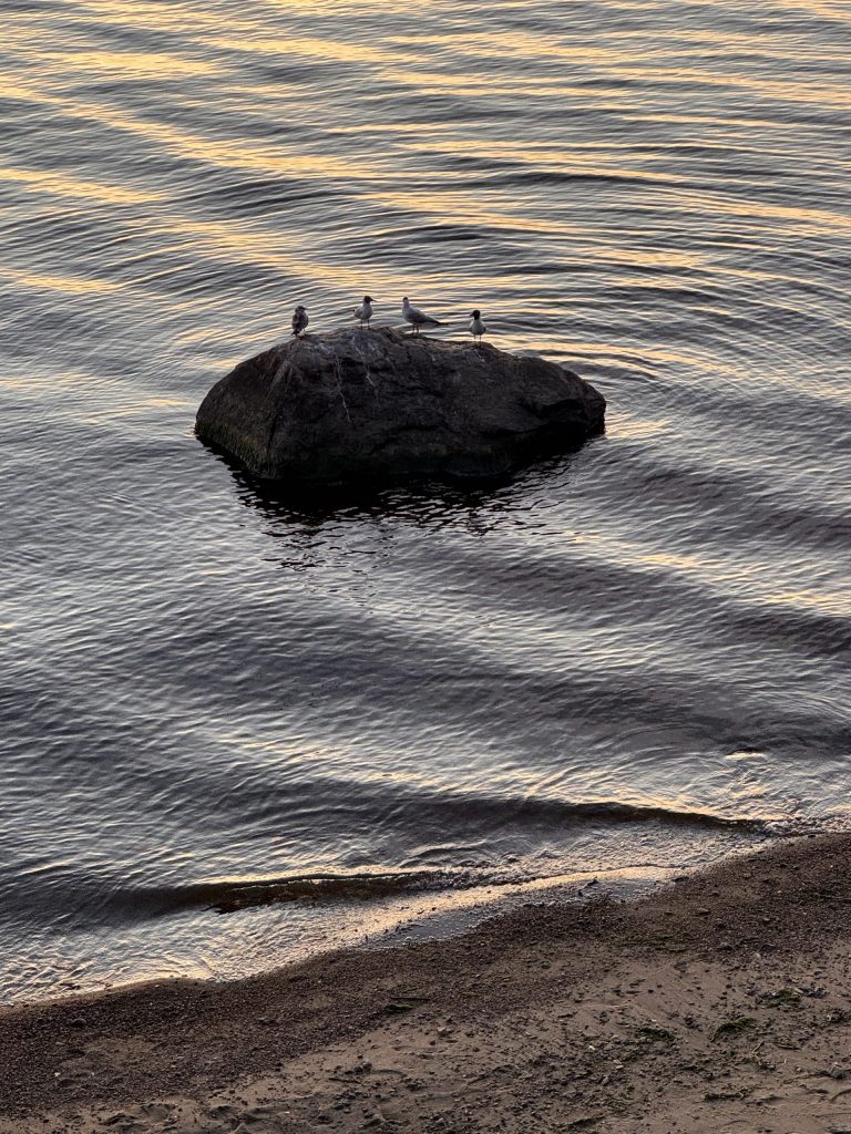 Чайки на камне на Рыбинском водохранилище на закате