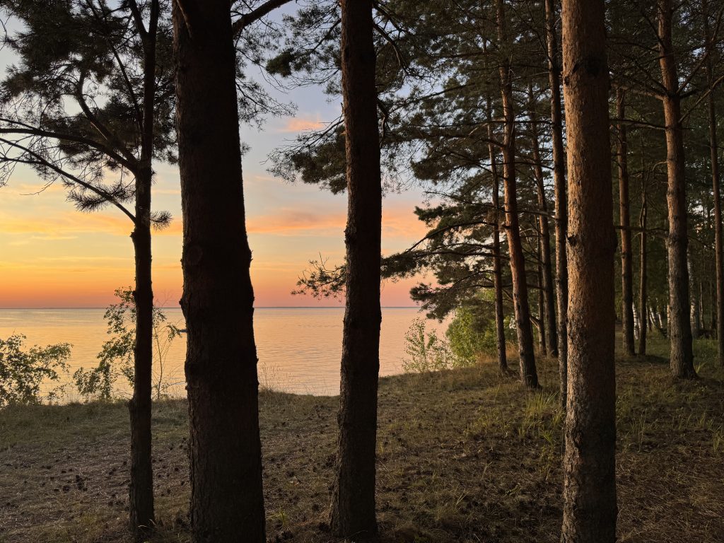 Вид на закат на Рыбинском водохранилище сквозь сосны