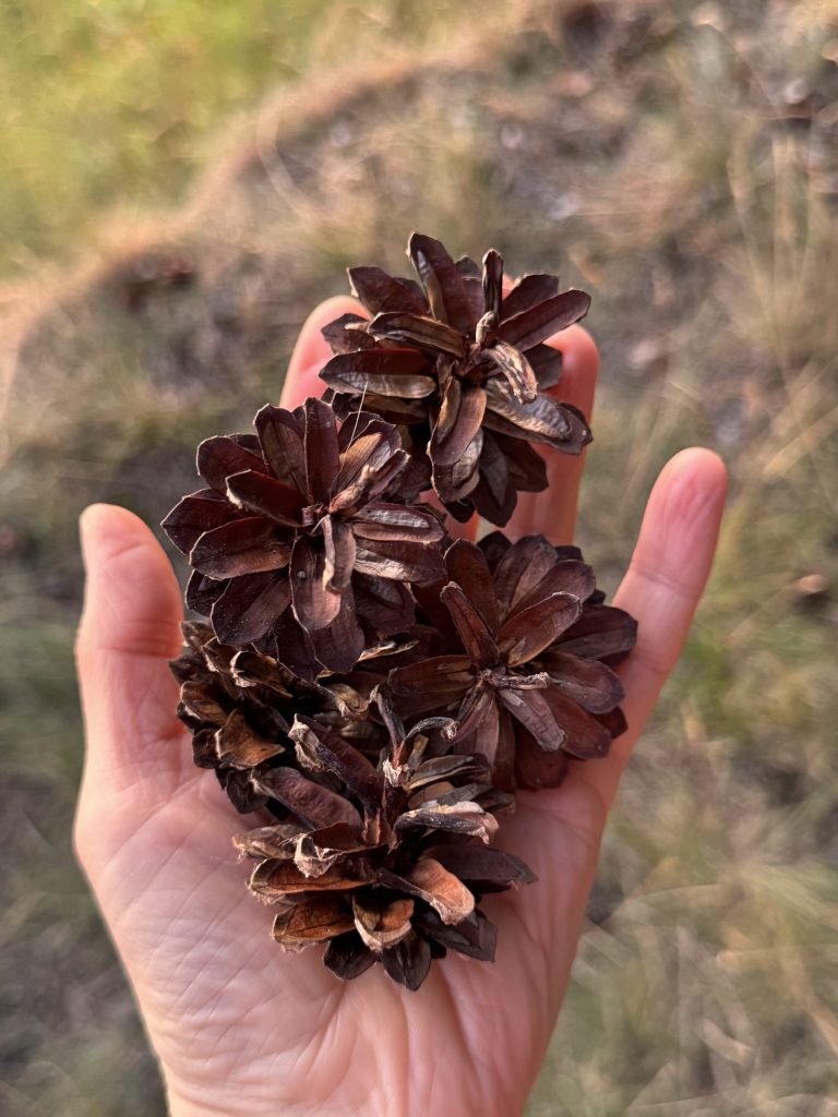 Сосновые шишки едут со мной домой