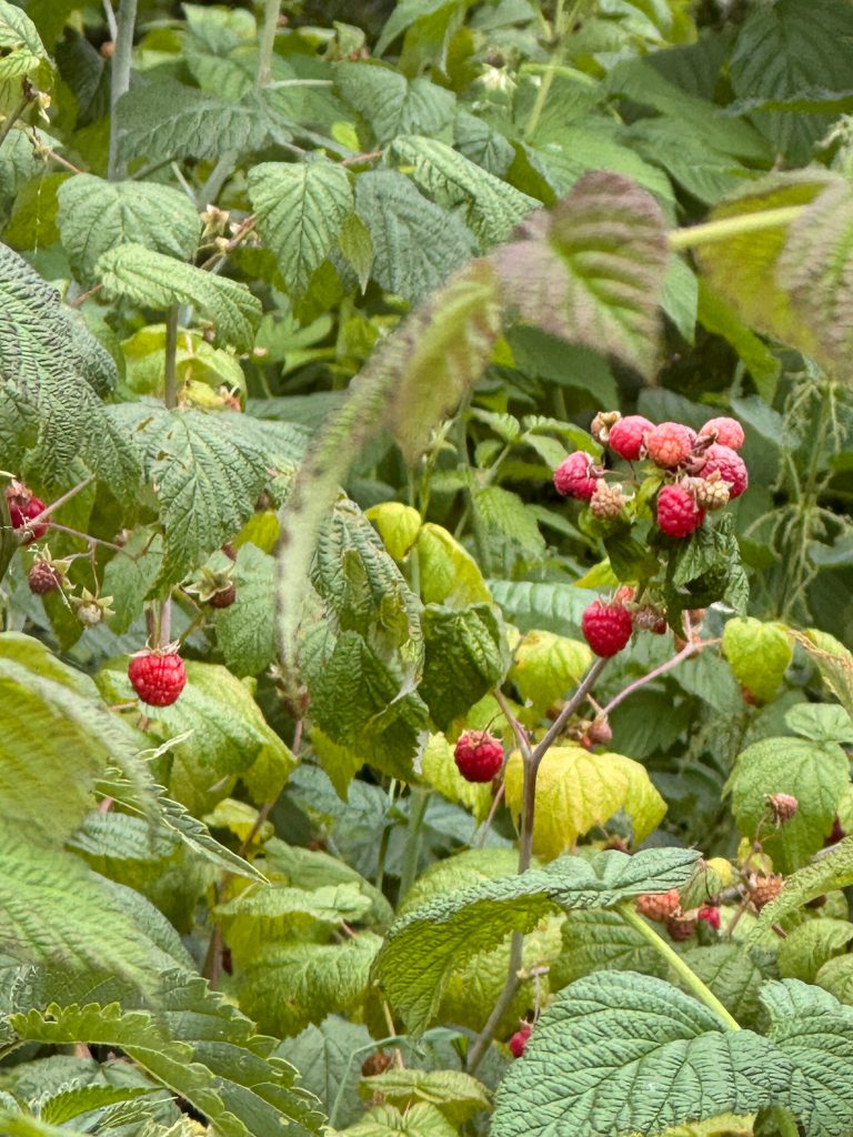 Малина - сладкая и притягательная