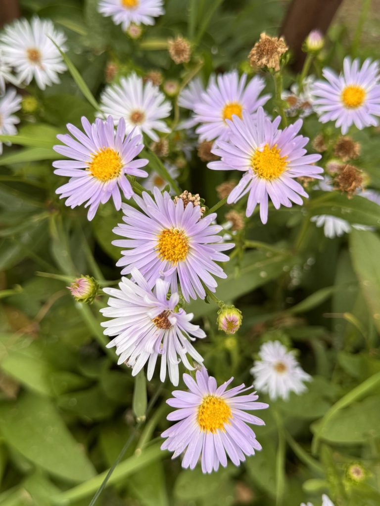 Цветы. Лето же.